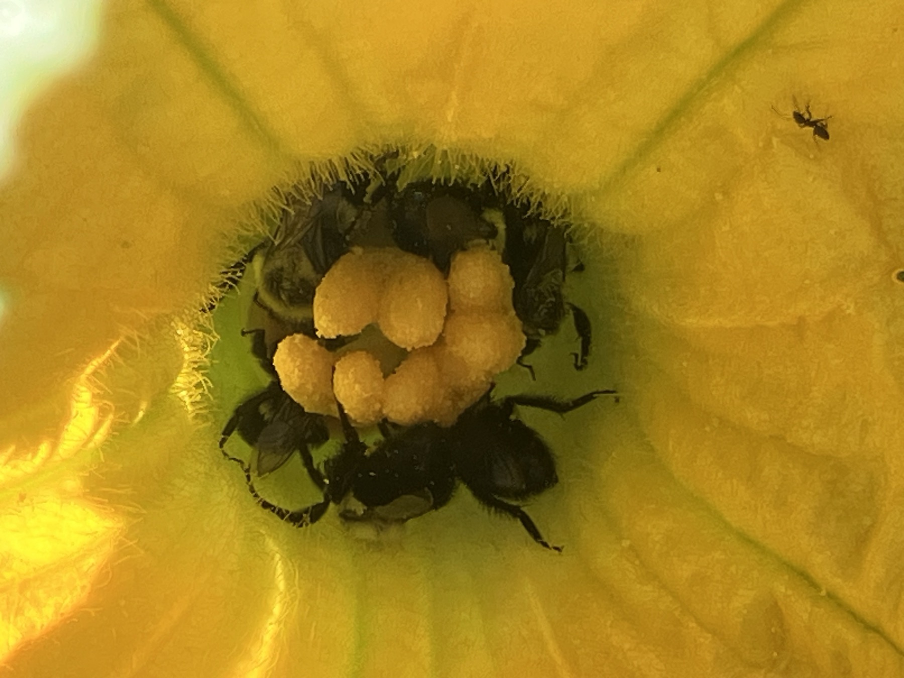 A bumblebee covered in pollen inside a yellow squash blossom