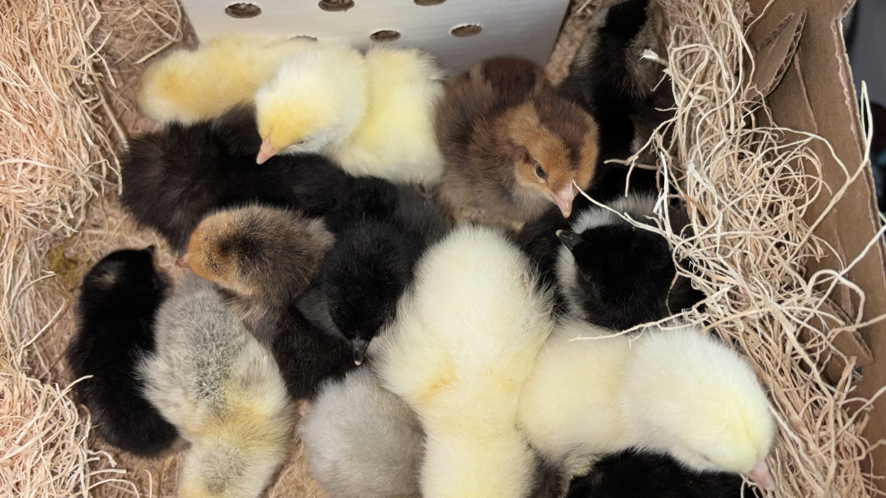 A box of fluffy day-old chicks in yellow, black and brown