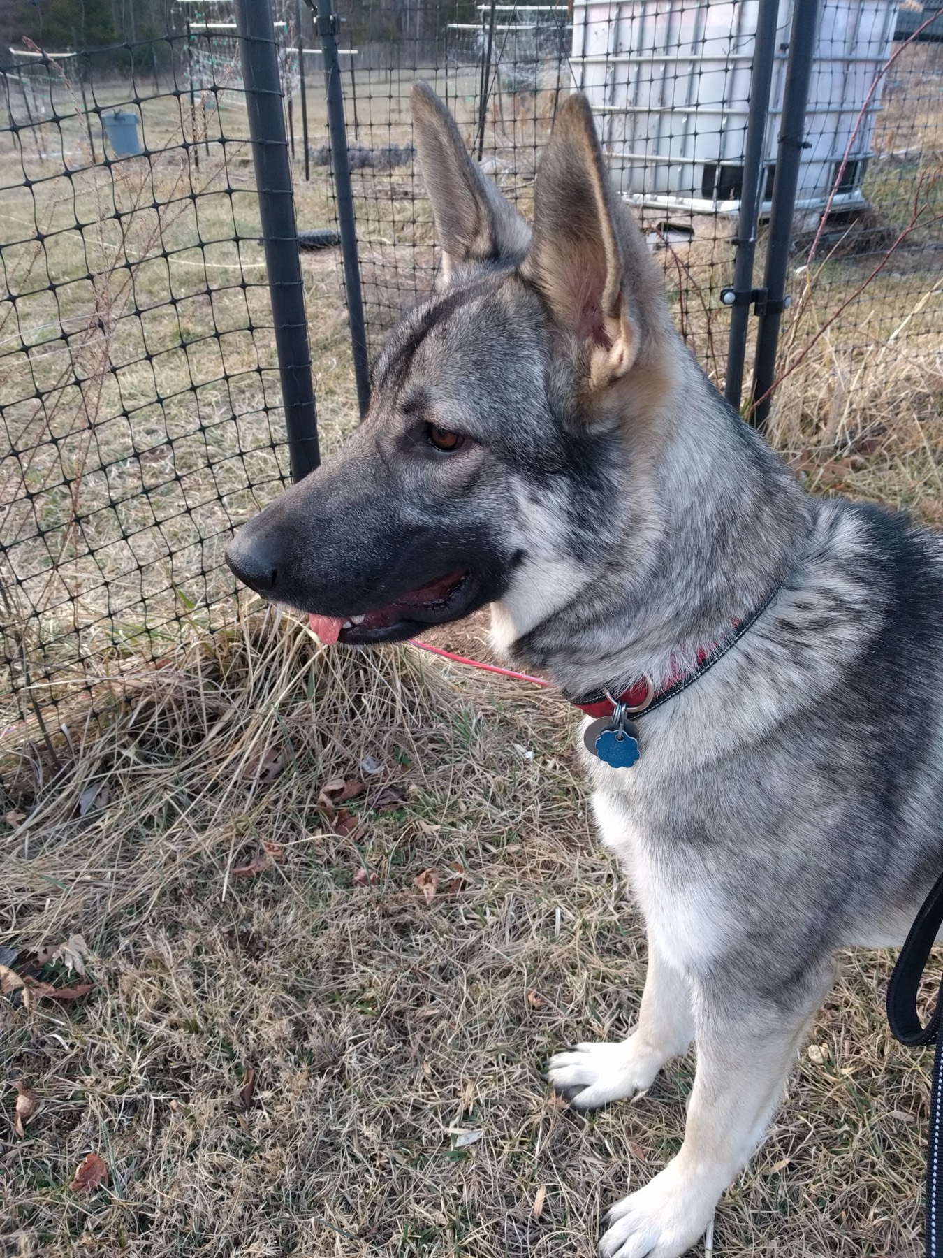 Our farm dog — a watchful German shepherd mix