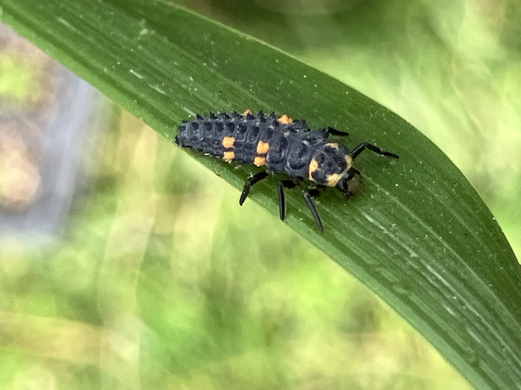 A ladybug larva on a leaf — one of the beneficials we plant for