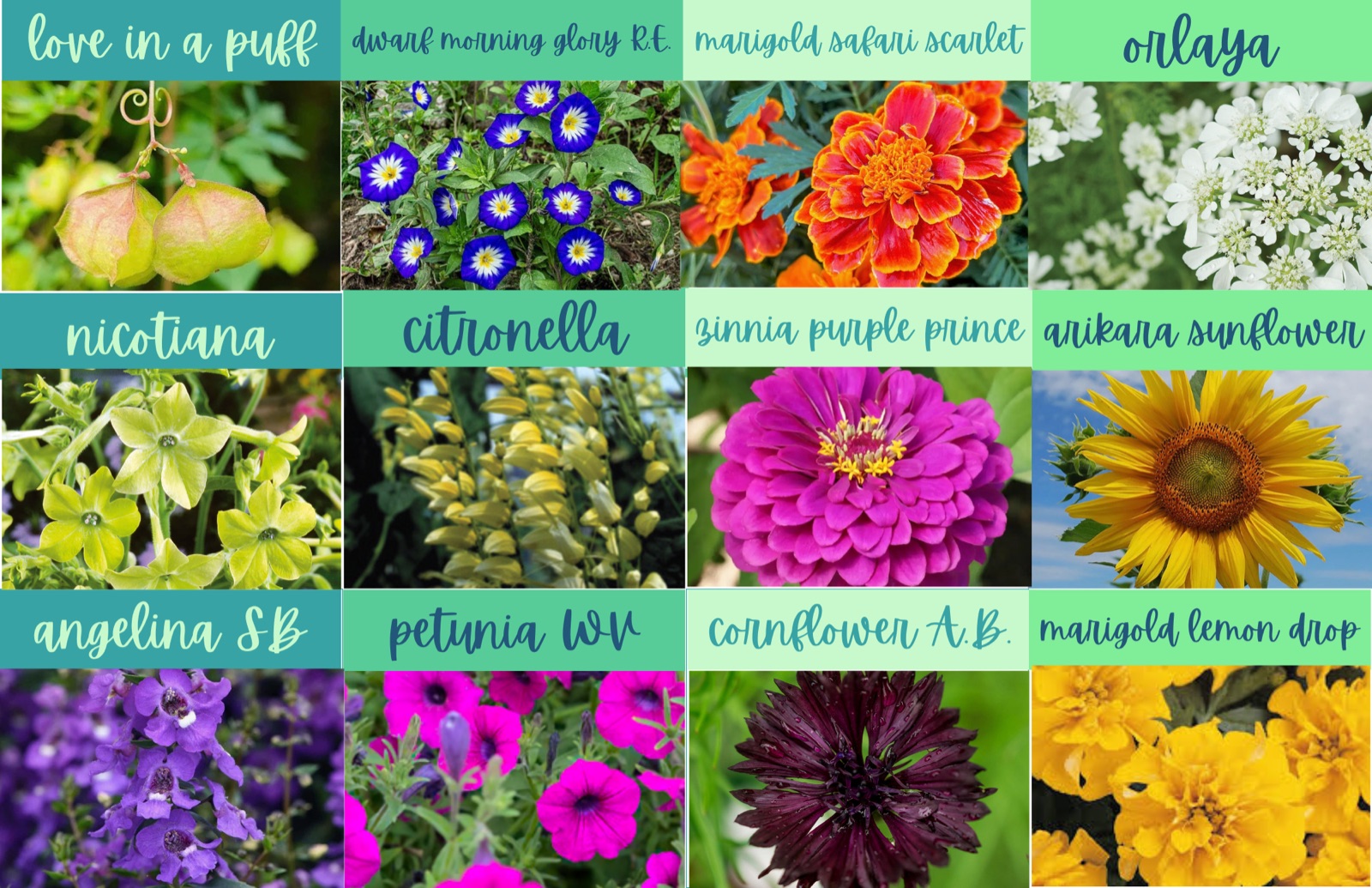 Flowers we're growing this season — love in a puff, dwarf morning glory, marigold, orlaya, nicotiana, citronella, zinnia, sunflower, angelina, petunia, cornflower, marigold lemon drop