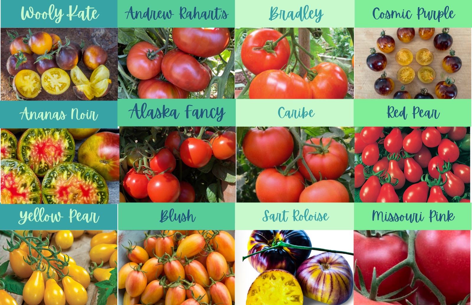 Heirloom tomatoes — wooly kate, andrew rahart's, bradley, cosmic purple, ananas noir, alaska fancy, caribe, red pear, yellow pear, blush, sart roloise, missouri pink
